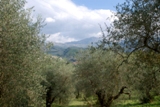 Clicca qui per vedere l'immagine in dettaglio